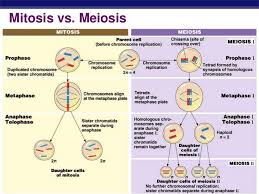 Mitosis Vs Meiosis Diagram Diagram Quizlet