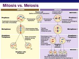 mitosis vs meiosis diagram diagram quizlet