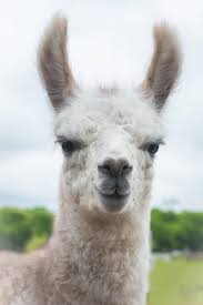 Check spelling or type a new query. Mobile Petting Zoos Cathy S Critters