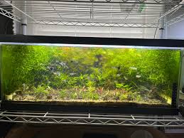 Image result for Nesaea sarcophylla