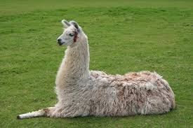 Llama Wikipedia