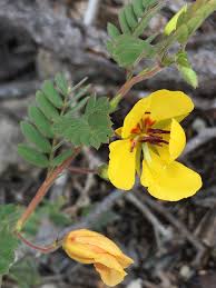 Image result for Chamaecrista biensis