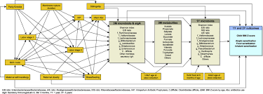 Image result for Bacteroidaceae