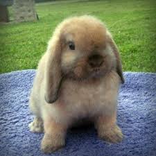Lapin Belier Rongeurs Anipassion