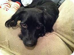 Black And White Dachshund Mix Scottish Terrier Dachshund Mix Dachshund Scottie Scottish Terrier Mix Dog For Adoption In Chicago Dachshund Adoption Dachshund Mix Dachshund