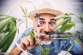 388 Euphoria Weed Stock Photos, High-Res Pictures, and Images