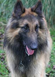 Adopter Tervueren Www Adoptbergerbelgerepartensembl Fr Groenendael (schwarz, langhaarig),tervueren (rotbraun oder grau mit schwarzer maske. adopter tervueren www