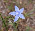 Flowering at waihopi downs marlborough nz. Wahlenbergia Wikipedia