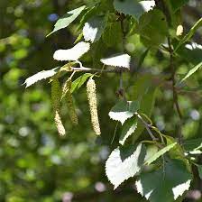 We did not find results for: Paper Birch Tree On The Tree Guide At Arborday Org