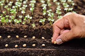 Check spelling or type a new query. How To Best Grow Veggies From Seeds And Starts In Your Garden