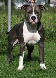 The american staffordshire terrier is a very muscular, stocky, yet agile dog. Blue Amstaff Latin Lover Reef