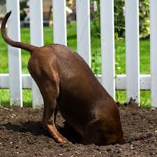 Breaking Your Dog S Bad Health Habits Everyday Health Outdoor Dog Toys Stop Dogs From Digging Dog Fence