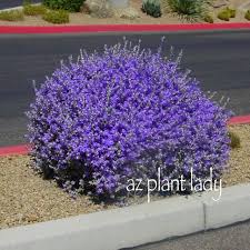 Avoid heavy trimming and sheering branches. Texas Sage White Cloud Archives Desert Gardening 101