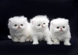 The average cost of a regular persian kitten will be at $1,300 to $1,500 and for adults, you will have to pay somewhere between $600 to $1,800. Persian Cat Price Range Persian Kittens For Sale Cost Where To Buy