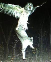 Owls may eat cats if their normal food supply is scarce. Amazing Photo Of Owl Catching A Cat To Eat Picture Huffpost Uk