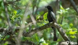 Burung kedasih atau burung emprit ganthil adalah jenis burung yang sangat populer di indonesia, tapi kepopuleran burung. Nyanyian Malapetaka Burung Kedasih Kompasiana Com