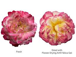 When you see so many different techniques for drying or pressing flowers, it's hard to know which one is once again, you'll create a blanket of silica gel in your container and spread out your flowers before placing more gel on top. Activa Flower Drying Art Silica Gel 5 Lb 2 27 Kg Activa Products