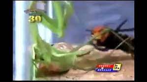 When a heart attack took secretary knox, forrestal succeeded him on 19 may 1944. Praying Mantis Vs Asian Giant Hornet Fight To The Death Video Dailymotion