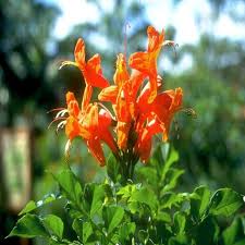 Image result for Tecomaria