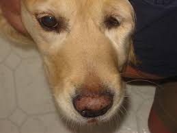Swollen nose is causing discomfort, learn what are the most common reasons for swollen nose, symptoms like sinus infection or allergy, check now. Bump On Nose Please Help Golden Retriever Dog Forums