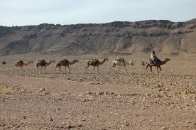 It has been reported that under very harsh conditions of desert ecosystem, camels have. Free Images Landscape Nature Wilderness Desert Adventure Wildlife Herd Journey Dromedary Camels Plateau Safari Ecosystem Caravan Sahara Wadi Steppe Pack Animal Natural Environment Aeolian Landform Camel Like Mammal Mustang Horse