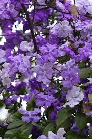 Image result for Brunfelsia pauciflora
