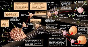 How to use immune in a sentence. Immune System Description Function Facts Britannica