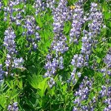 Maybe you would like to learn more about one of these? Subalpine Wildflowers Blue Purple Mount Rainier National Park U S National Park Service