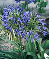 Pin On Lily Of The Nile