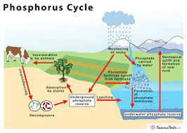 The way that phosphorus is moved through plants and animals, the water, and soil is known as the phosphorus cycle (figure 3). Phosphorus Cycle Definition Steps Importance With Diagram