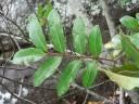 Image result for Landolphia cuneifolia