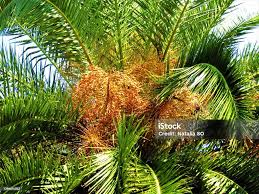 Image result for Syagrus romanzoffiana