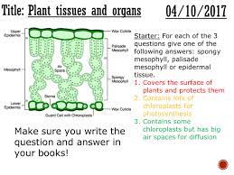 In this gcse biology video we look at the different structures that we find in plant cells. Plant Tissues And Organs Complete Lesson Gcse 1 9 Teaching Resources