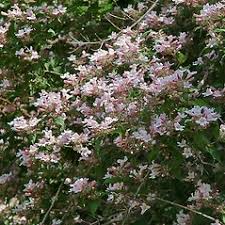 Image result for Kolkwitzia amabilis