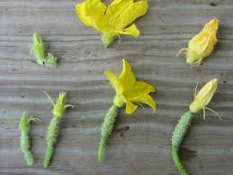 Image result for how to self pollinate cucumbers