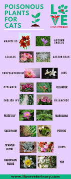 40 Best Indoor Plants That Don T Need Sunlight Cat Plants Poisonous Plants Best Indoor Plants