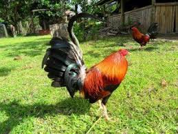 Cowan Roundhead Cross To Sweater In 2020 Cowan Animals Gallery