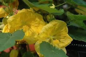 Forsythia ,weeping, yellow flowers with branch on white background. Room Flowers With Yellow Flowers Photo With Names