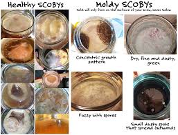 Kombucha And Mold What You Need To Know Kombucha Recipe Homemade Kombucha Kombucha Scoby
