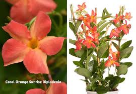 Free shipping on qualified orders. Best New Annual Flowers Flowers Plants Gardening Blooming Secrets