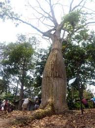 Image result for Pseudobombax