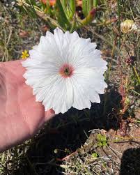 Image result for Monsonia senegalensis