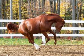 its all in the genes horse traits and heritability the horse