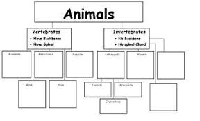 Vertebrates And Invertebrates Tree Chart Vertebrates