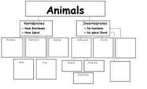 vertebrates and invertebrates tree chart vertebrates