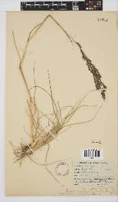 Image result for Trichoneura grandiglumis