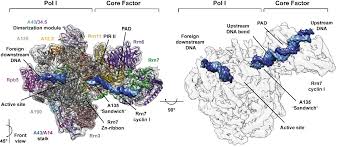 This article describes the three types of rna polymerase (rnap), the enzyme responsible for transcription in eukaryotic cells. Newsmeldung Universitat Regensburg