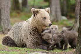 Grizzly bear viciously attacks and attempts to bleed out the elk. Stop Are You Doing Everything You Can To Prevent Bear Attacks Nicole Atkins Outdoor Writer