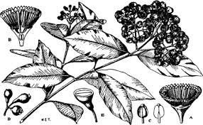 Image result for Syzygium niassense