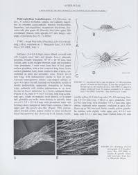 Image result for Philyrophyllum schinzii